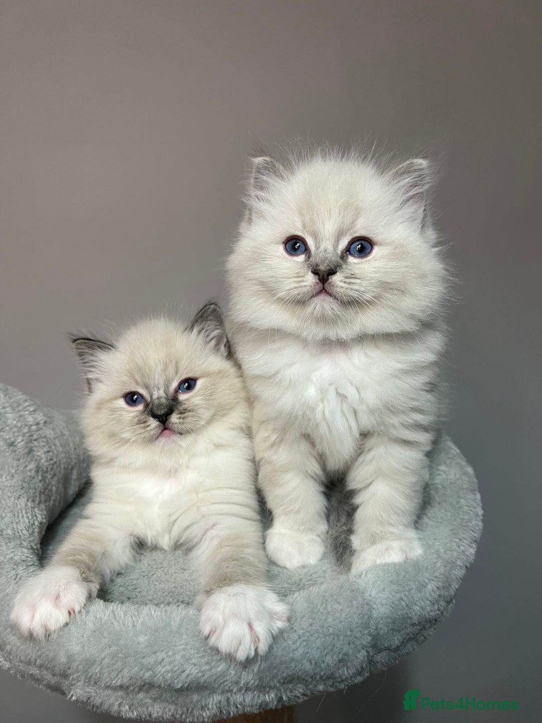 Ragdoll cats for sale: Registered Ragdolls kittens for sale - Image 22