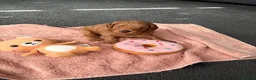 Cavapoo dogs for sale: F1b Cavapoo Puppies 1 Boy,2 Girls in Leeds - Advert 16