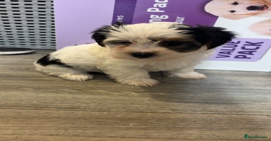 Biewer Terrier dogs - Advert 8