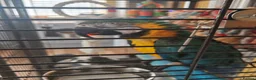 Macaws birds for sale: Blue & Gold Macaw – Mango (9 Years Old) - Advert 5