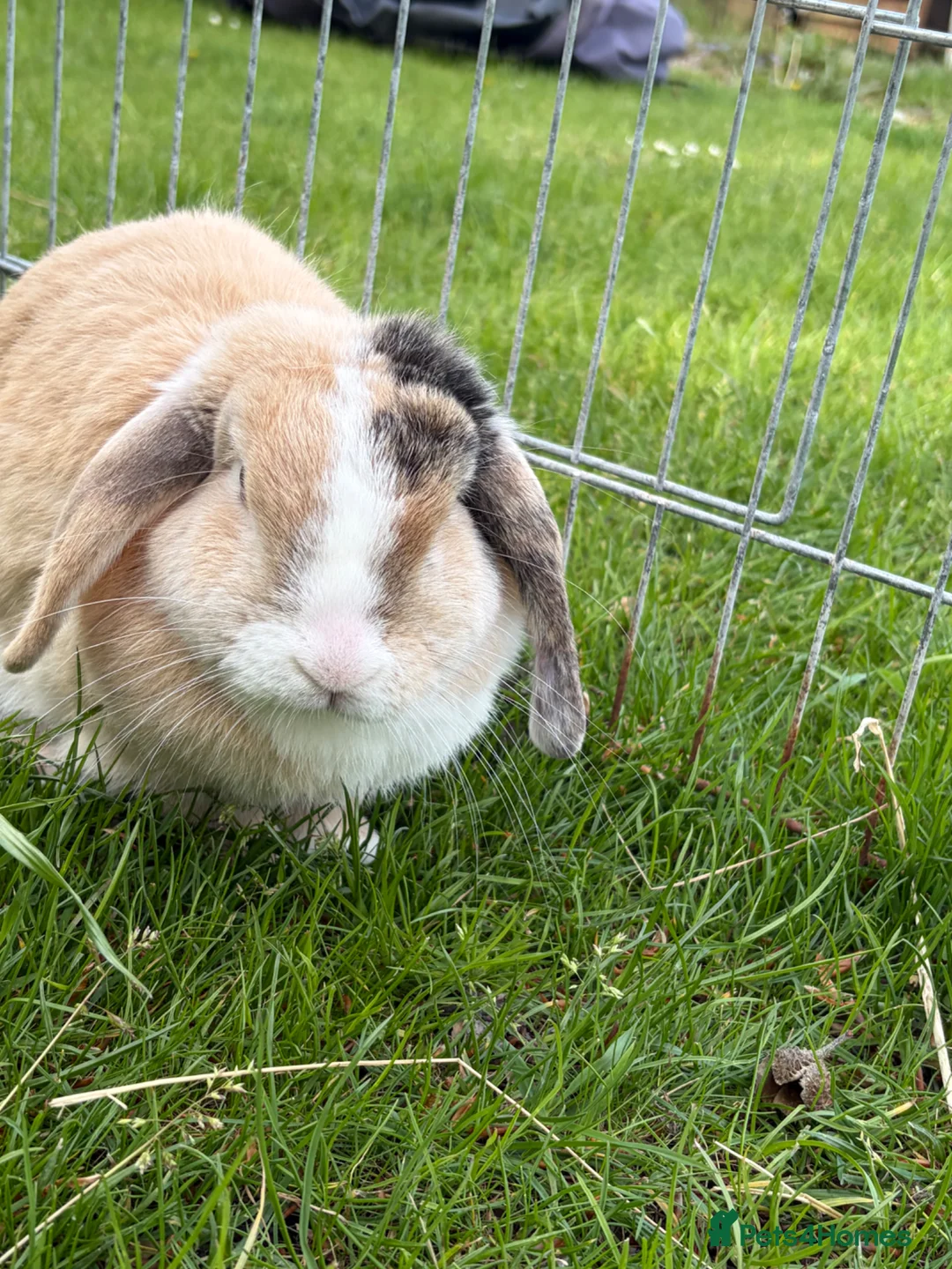 Mini Lop rabbits for sale: Mini Lop female  - Advert 2