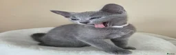 Russian Blue cats for sale: Two ⚜️Russian Blue Kittens – TICA Registered⚜️ - Advert 3