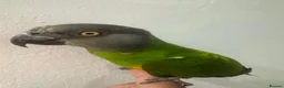 Parakeets birds for sale: Senegal Parrot Tamed  - Advert 3