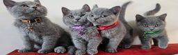 British Shorthair cats for sale: Beautiful Pedigree British Blue Kittens  🐾 - Advert 33