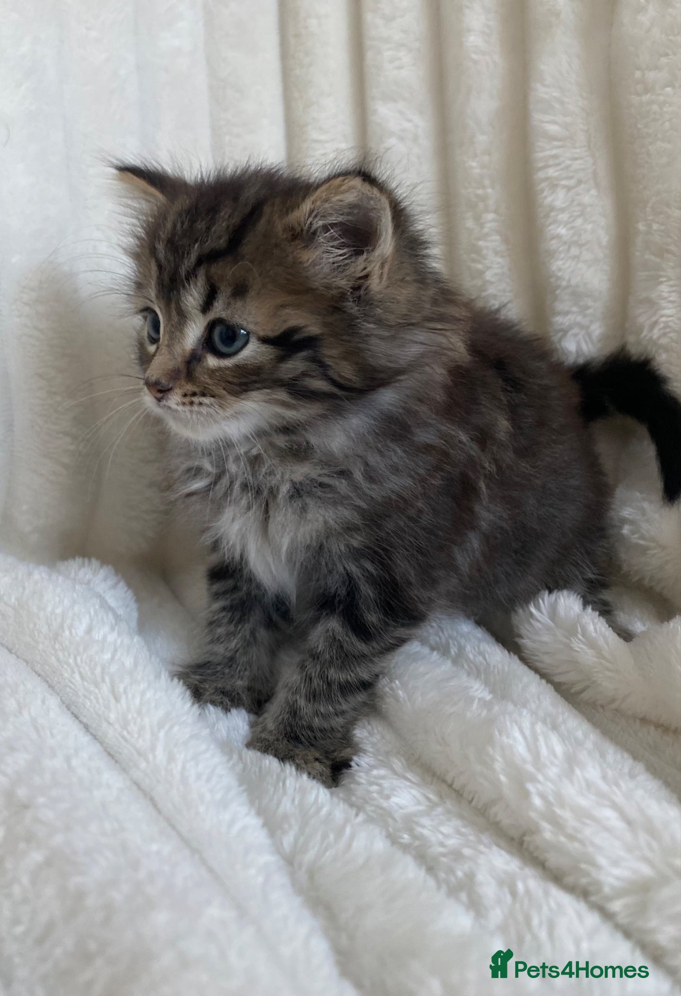 Mixed Breed cats  Cute Fluffy longhair kitten - Advert 4