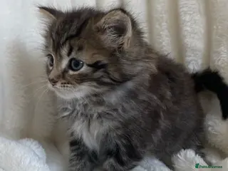 Mixed Breed cats Cute Fluffy longhair kitten - Advert 10