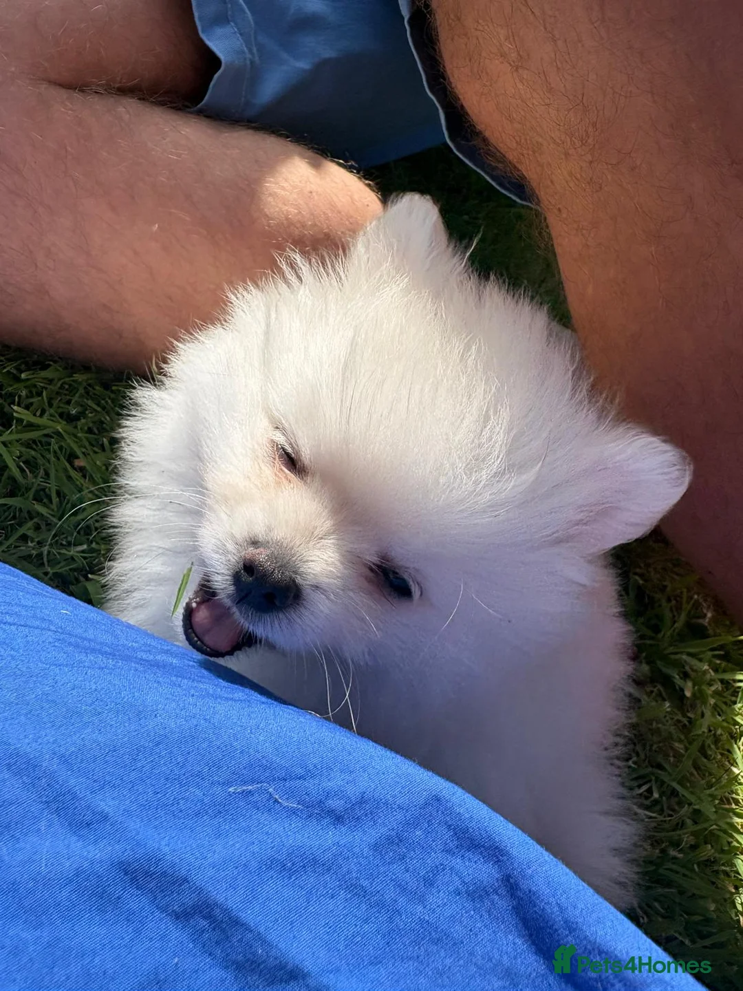 Pomeranian dogs for sale: White male baby Pomeranians  - Advert 1
