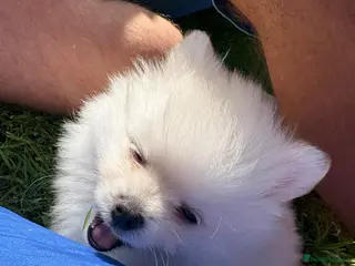 Pomeranian dogs White male baby Pomeranians - Advert 1