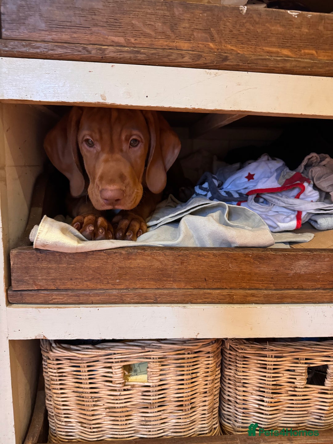 Hungarian Vizsla dogs for sale: Hungarian Vizsla  - Advert 4