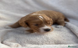 Cockapoo dogs for sale: Stunning Cockapoo Puppies KC Reg Parents - Image 11