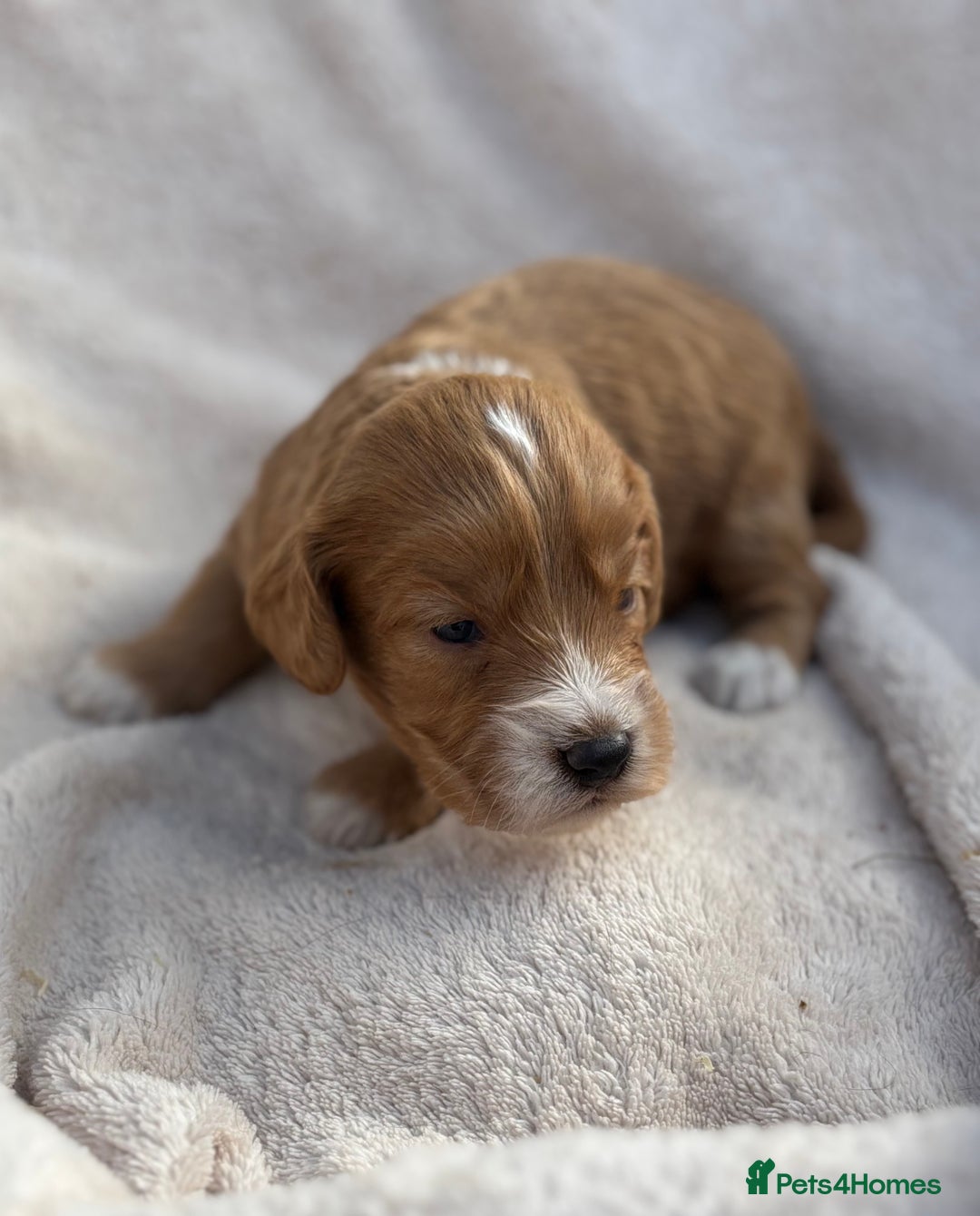 Cockapoo dogs for sale: Stunning Cockapoo Puppies KC Reg Parents - Image 11