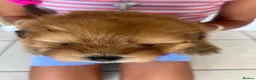 Mixed Breed dogs for sale: Puppies for sale - Advert 3
