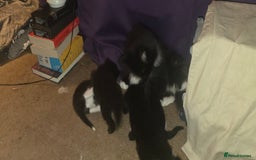 British Shorthair cats for sale: 2 tuxedo and 2 all black kittens for sale  - Image 11