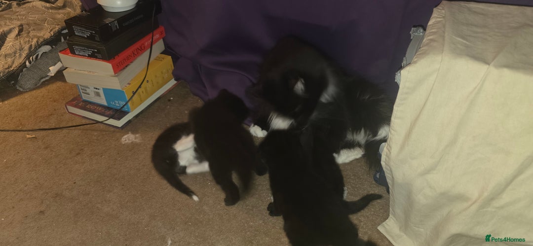 British Shorthair cats for sale: 2 tuxedo and 2 all black kittens for sale  - Image 11