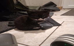 Mixed Breed cats for sale: Friendly kittens, well handled  - Image 4