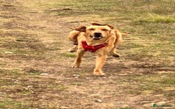 Labrador Retriever dogs for sale: Red fox Labrador & yellow lab  in Gainsborough - Image 11