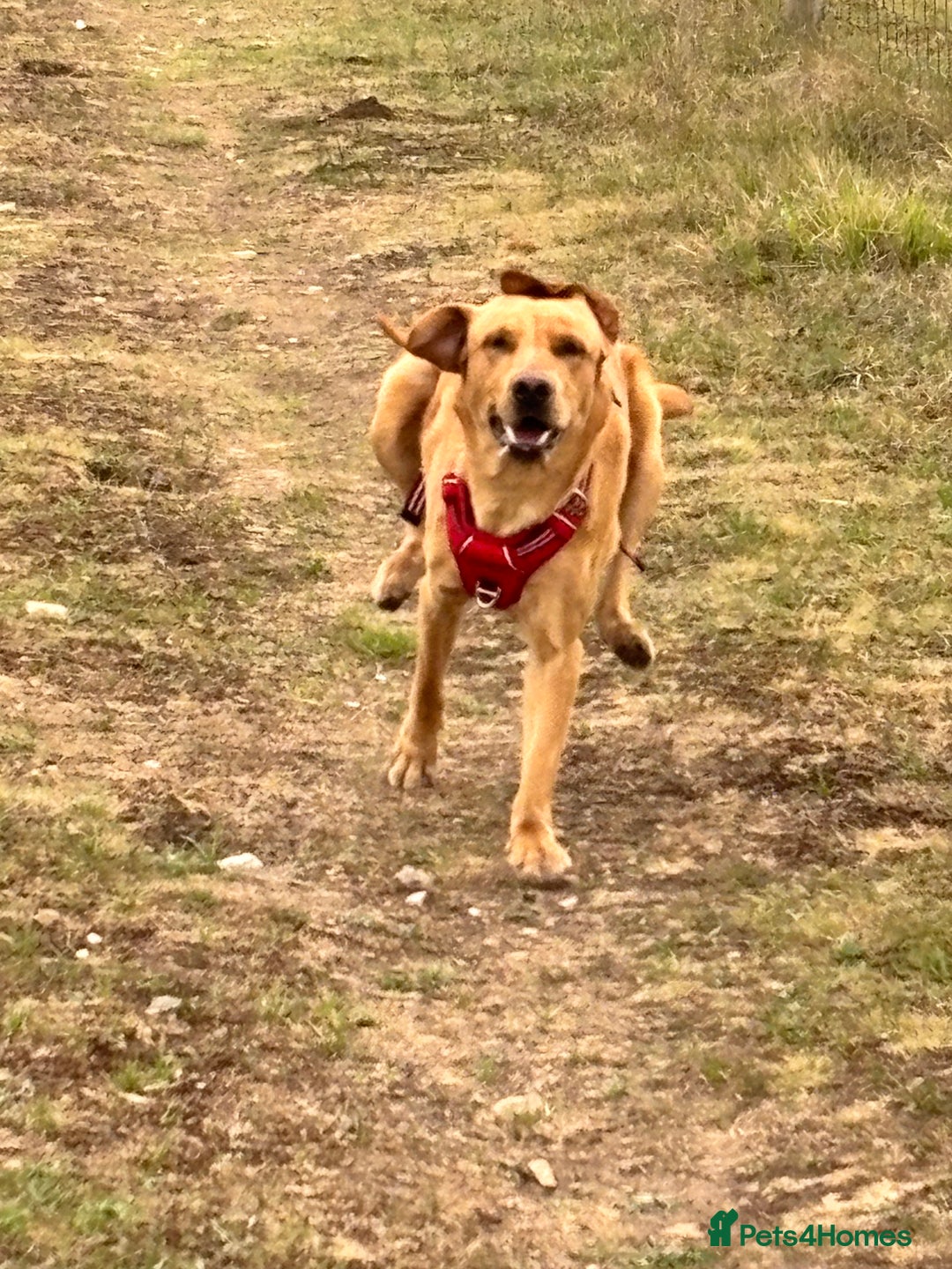 Labrador Retriever dogs for sale: Red fox Labrador & yellow lab  in Gainsborough - Image 11