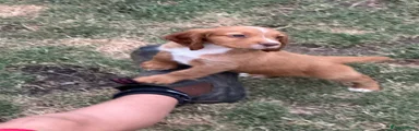 Sprocker Puppy 9