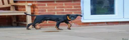 Mixed Breed dogs for adoption: Lovely Little Lotus - Advert 6