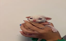 Devon Rex cats for sale: ❤️Devon rex kittens available 😻 - Image 15