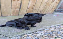 Jug dogs for sale: Beautiful female Jug (pug/Jack Russell) - Image 2