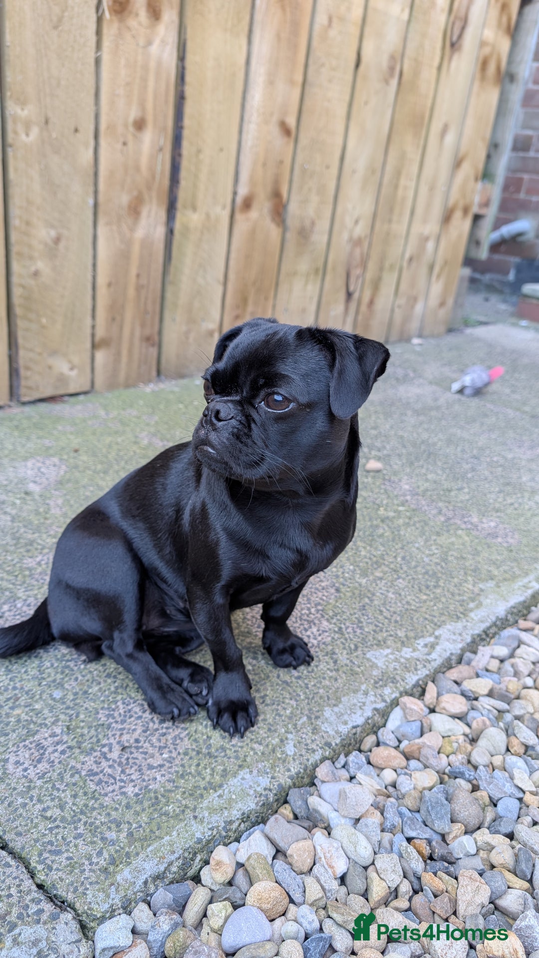 Jug dogs for sale: Beautiful female Jug (pug/Jack Russell) - Image 2