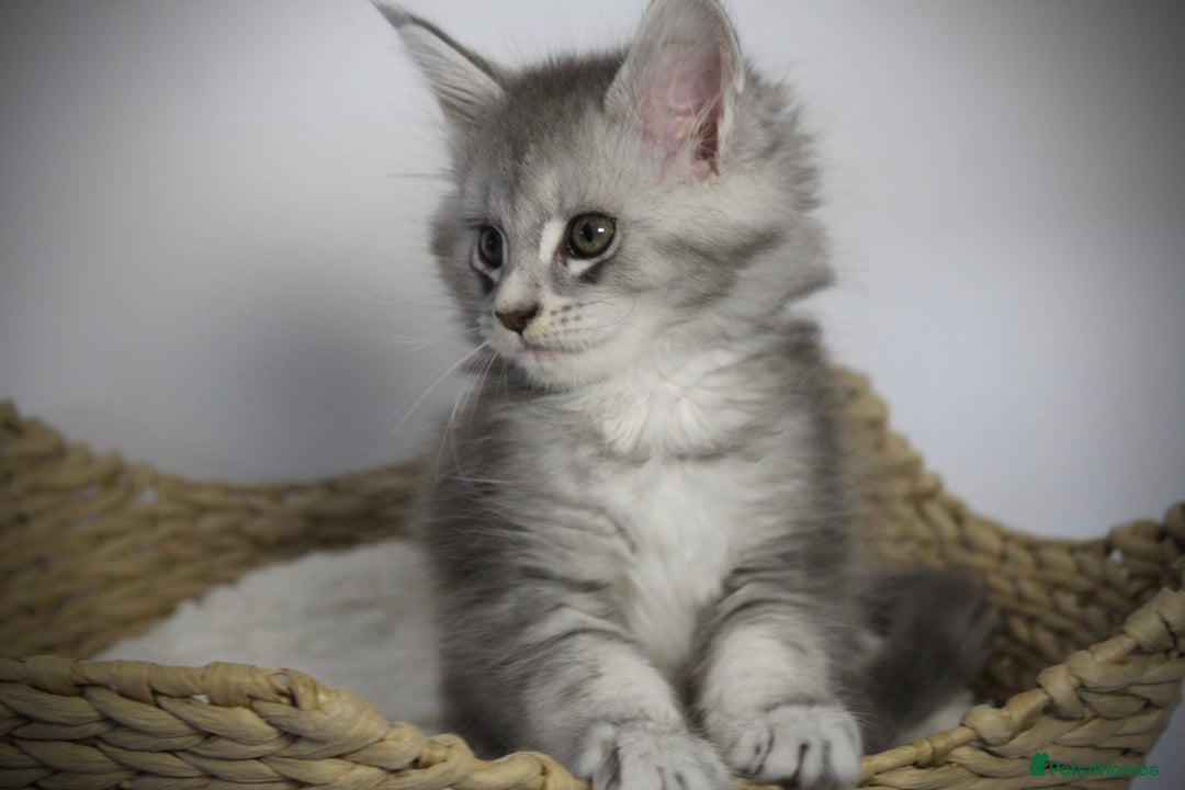 Maine Coon cats for sale: TICA registered Maine coon kittens, shaded lines - Image 13