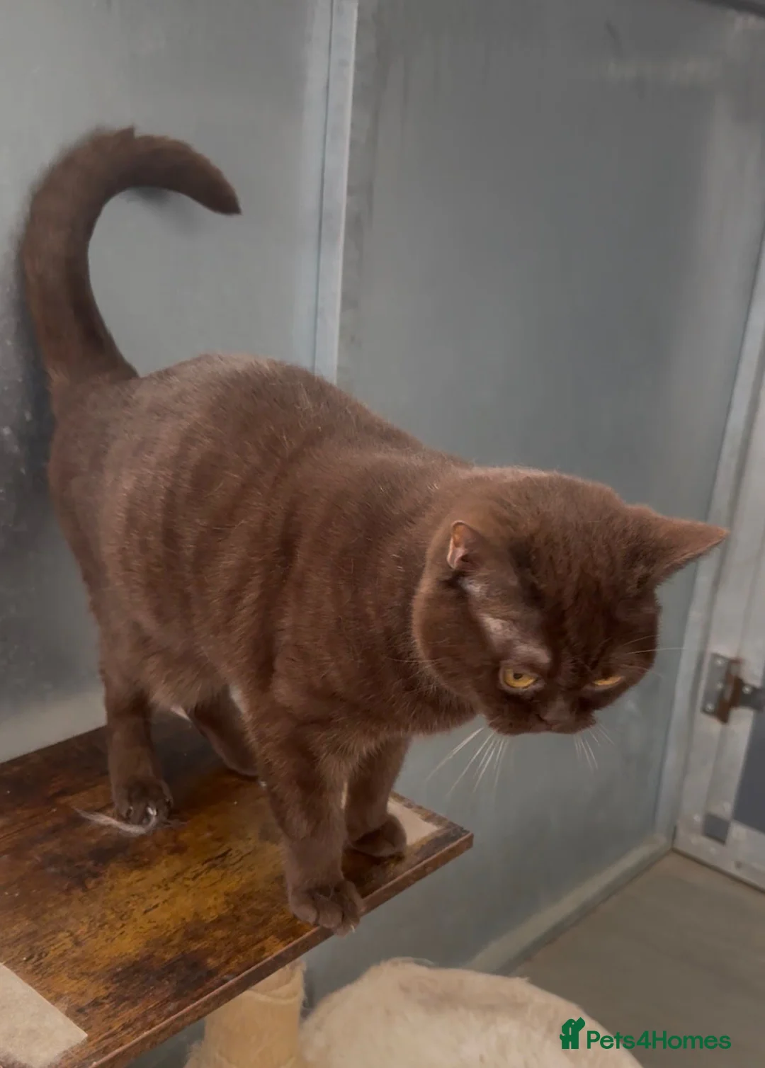 British Shorthair cats for sale: Chocolade british female looking New home - Advert 5
