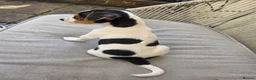 Jack Russell dogs for sale: 9 week old Jack russel male puppy  in Gravesend - Advert 5