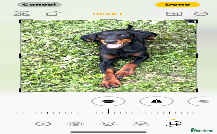 Dobermann dogs - Advert 1