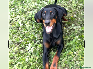 Dobermann dogs - Advert 1