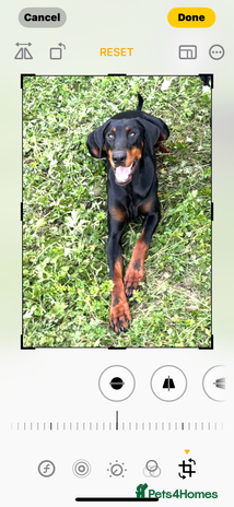 Dobermann dogs - Advert 1
