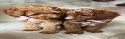 Australian Labradoodle dogs for sale: 🐶LAST 1 AVAILABLE FULL VACCINATION🐶 - Advert 12