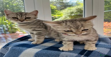 British Shorthair cats - Advert 9