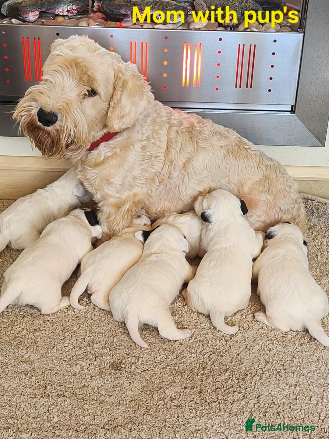 Sealyham Terrier dogs for sale: Sealyham terrier puppy’s  - Image 10