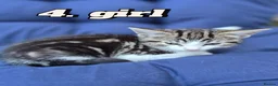 Mixed Breed cats for sale: Kittens ready to leave now in Weymouth - Advert 9