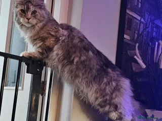 Maine Coon cats - Advert 29