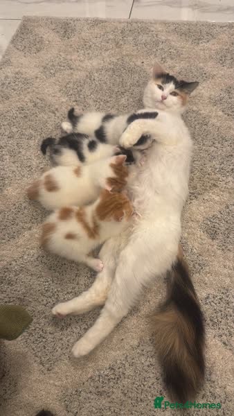 Turkish Van cats 4 Baby Kittens For Sale. All Female  - Advert 7