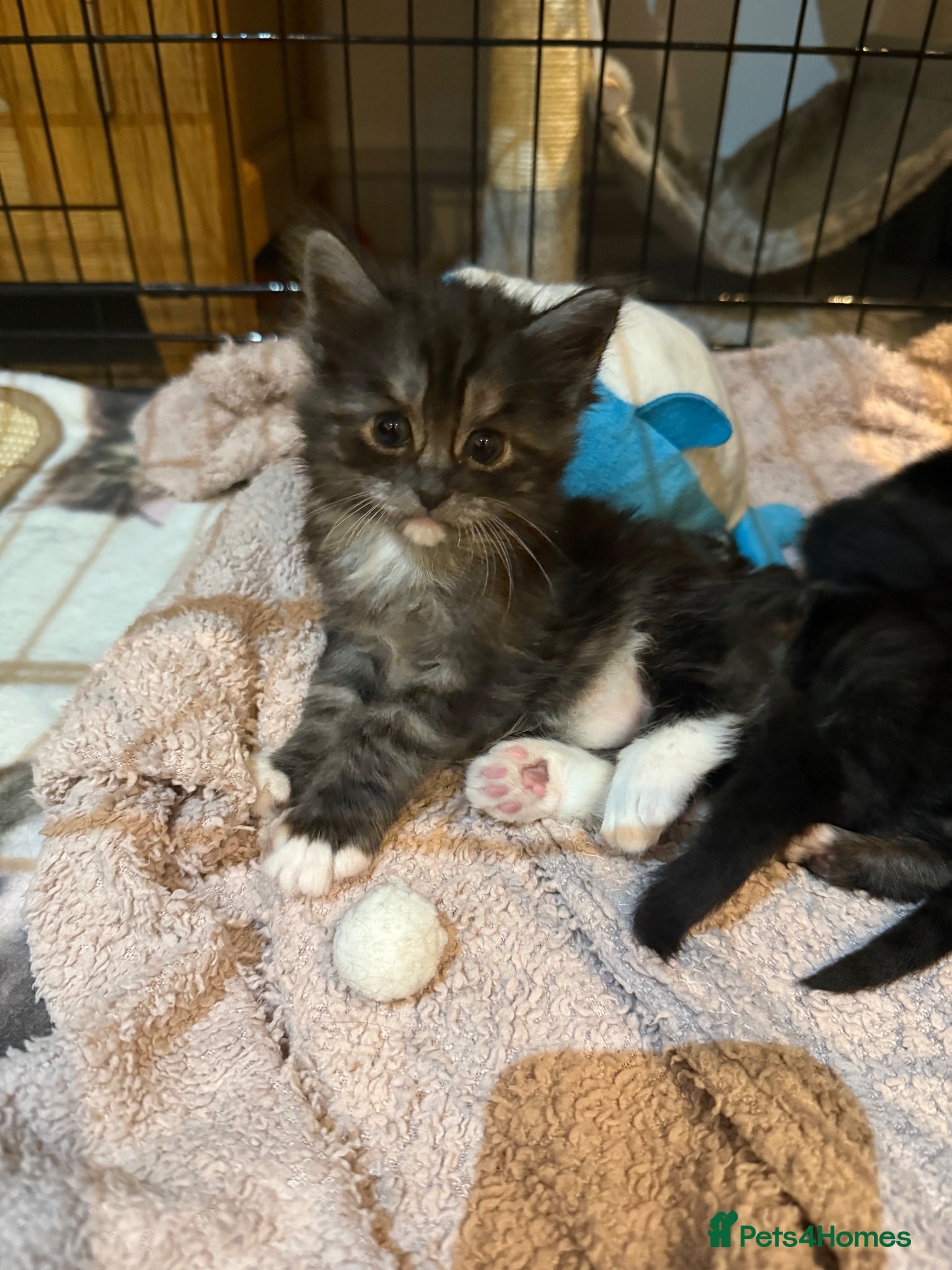Maine Coon cats Stunning Maine Coon Cross Kittens – Ready Soon 🐾  - Advert 4