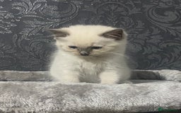 Ragdoll cats for sale: Kittens for sale  - Image 5