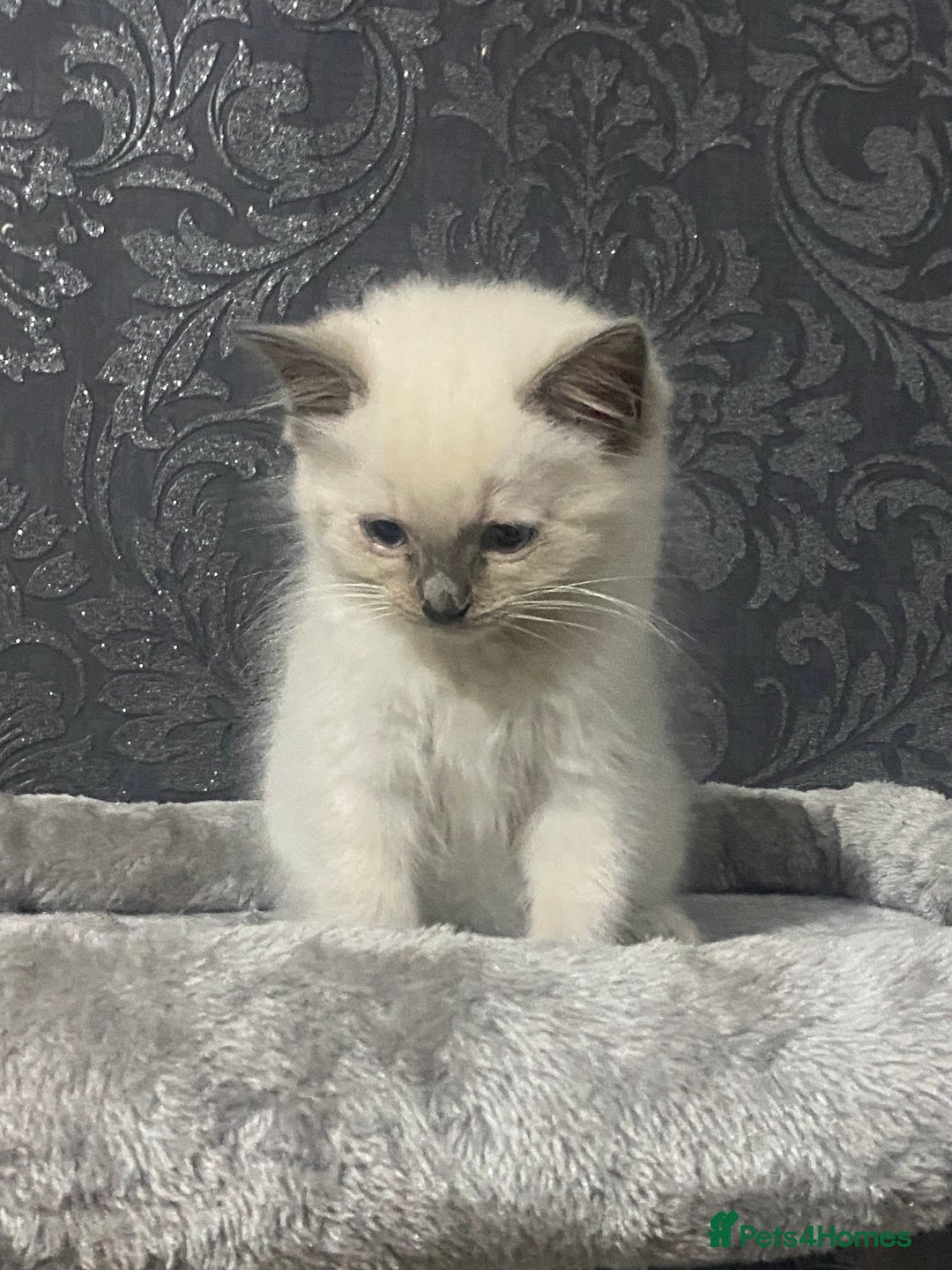 Ragdoll cats for sale: Kittens for sale  - Image 5