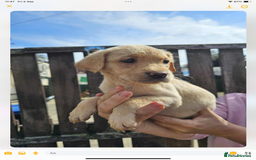 Labrador Retriever dogs for sale: KC registered Labrador puppies  - Image 3
