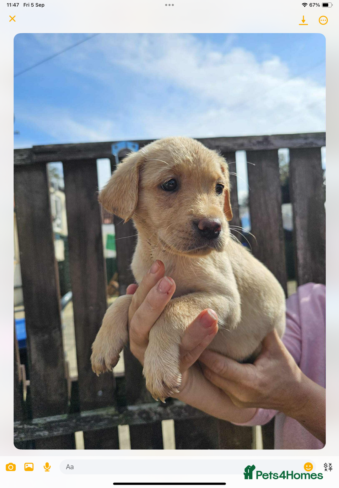 Labrador Retriever dogs for sale: KC registered Labrador puppies  - Image 3