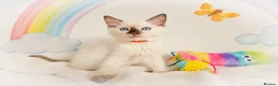 Ragdoll cats for sale: GCCF Registered Ragdoll Kittens - Advert 27