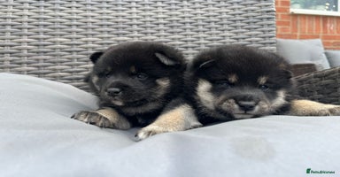 Japanese Shiba Inu dogs - Advert 3