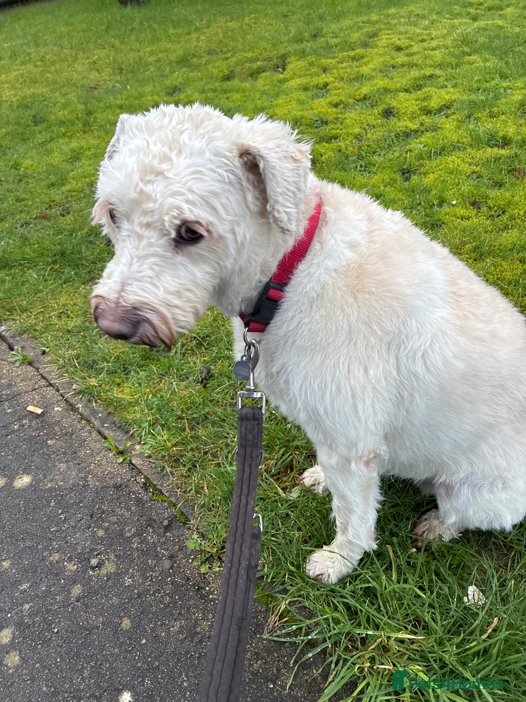 Mixed Breed dogs for sale: Lovely Lottie - Advert 1