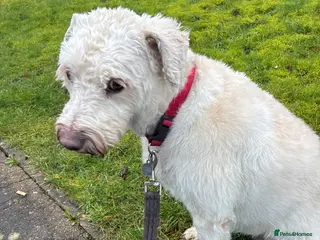 Mixed Breed dogs Lovely Lottie - Advert 2