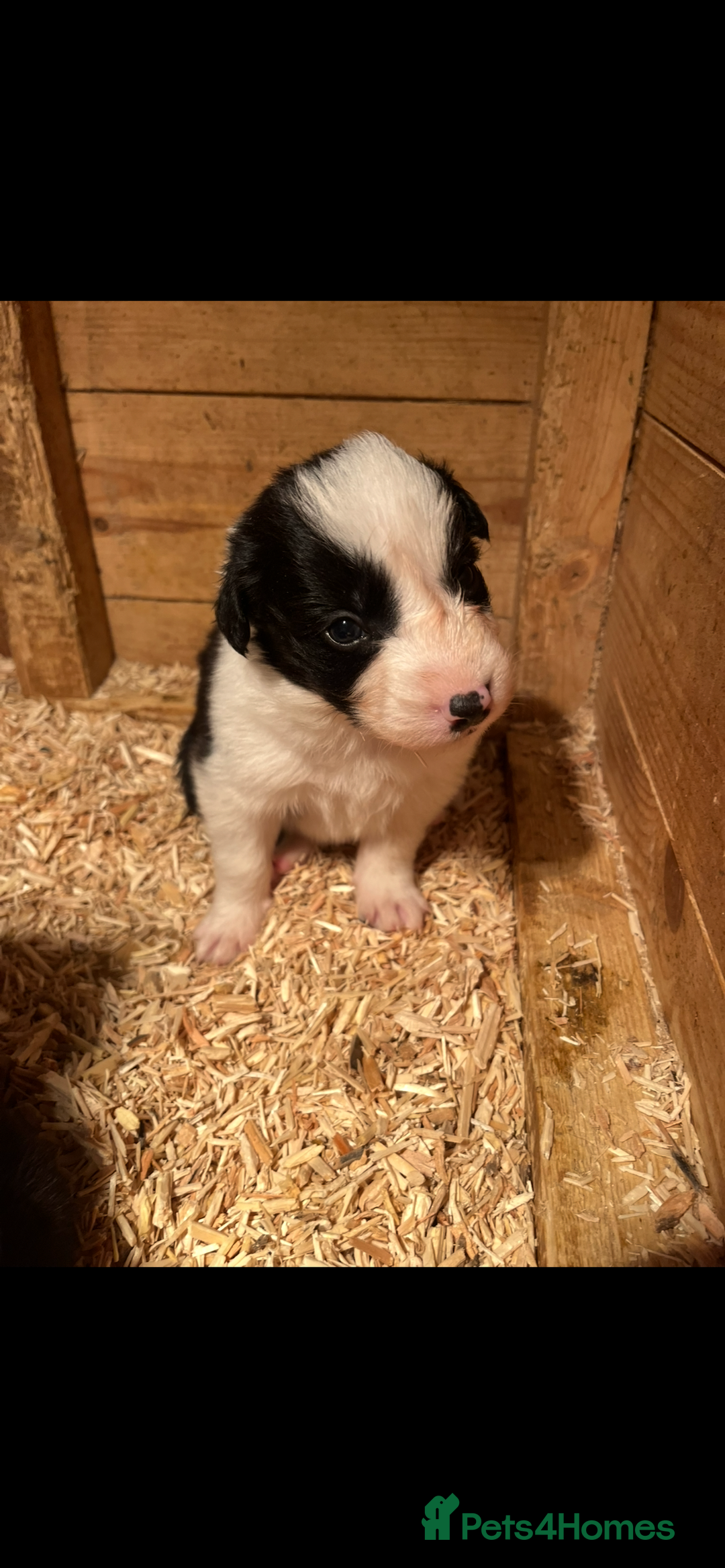 Border Collie dogs for sale: Border collie pups - Advert 2