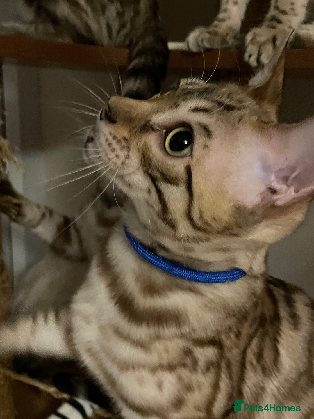 Bengal cats for sale:  Beautiful Bengal ready to reserve - Image 10