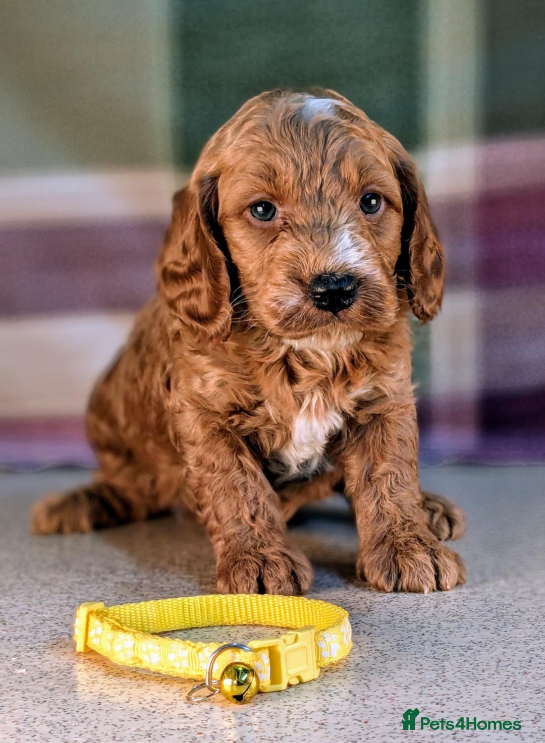 Cockapoo dogs for sale: F1B Cockapoo Puppies Ready for Their Forever Home. - Image 4
